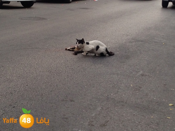 catinsheftyysraeal (1).JPG